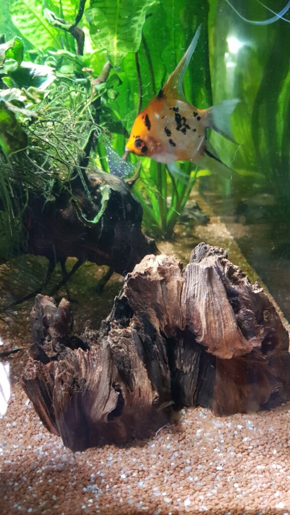Aquarien Dekoration